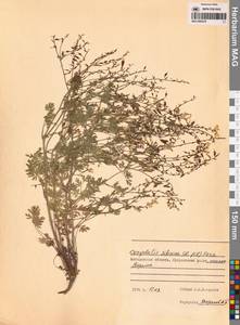 Хохлатка сибирская (L.fil.) Pers., Сибирь, Чукотка и Камчатка (S7) (Россия)