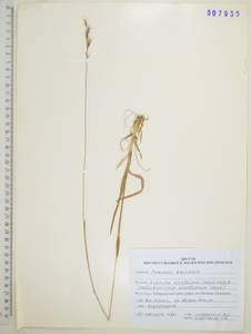 Helictochloa hookeri (Scribn.) Romero Zarco, Сибирь, Дальний Восток (S6) (Россия)