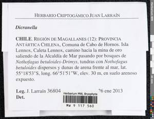 Dicranella, Гербарий мохообразных, Мхи - Америка (BAm) (Чили)