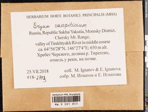 Ptychostomum imbricatulum (Müll. Hal.) Holyoak & N. Pedersen, Гербарий мохообразных, Мхи - Якутия (B19) (Россия)