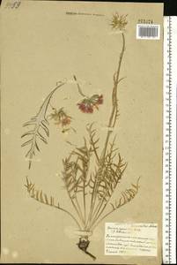 Наголоватка васильковая (L.) Rchb., Восточная Европа, Белоруссия (E3a) (Белоруссия)