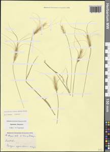 Лентоостник голова Медузы (L.) Nevski, Кавказ, Армения (K5) (Армения)