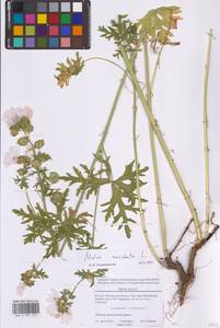 Просвирник мускусный L., Восточная Европа, Московская область и Москва (E4a) (Россия)