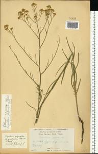 Гулявник изменчивый (Murray) Roth, Восточная Европа, Центральный лесостепной район (E6) (Россия)