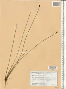 Болотница болотная, Болотница обыкновенная (L.) Roem. & Schult., Восточная Европа, Белоруссия (E3a) (Белоруссия)