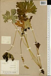 Aconitum lycoctonum subsp. lasiostomum (Rchb.) Warncke, Восточная Европа, Северо-Украинский район (E11) (Украина)