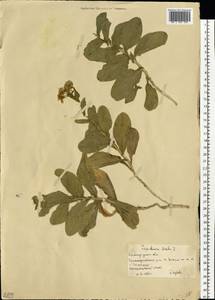 Клоповник крупковидный L., Восточная Европа, Нижневолжский район (E9) (Россия)