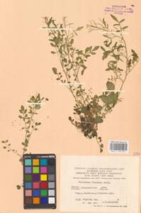 Сердечник извилистый With., Восточная Европа, Западно-Украинский район (E13) (Украина)