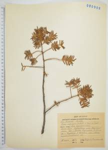 Тис остроконечный, Тисс остроконечный Siebold & Zucc., Сибирь, Дальний Восток (S6) (Россия)