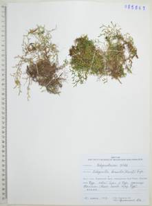 Плаунок северный (Kaulf.) Spring, Сибирь, Дальний Восток (S6) (Россия)