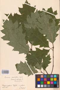 Дуб черешчатый, Дуб обыкновенный L., Восточная Европа, Западно-Украинский район (E13) (Украина)