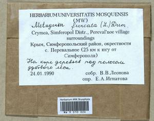 Metzgeria furcata (L.) Corda, Гербарий мохообразных, Мхи - Крым (B3a) (Россия)