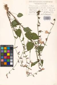 Campanula rapunculoides subsp. cordifolia (K.Koch) Damboldt, Восточная Европа, Московская область и Москва (E4a) (Россия)
