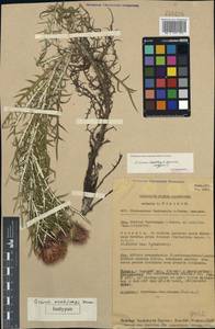 Птилостемон ежеголовый (Willd.) Greuter, Кавказ, Грузия (K4) (Грузия)