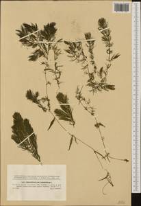 Роголистник светло-зеленый L., Западная Европа (EUR) (Словакия)