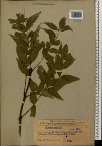 Ясень высокий, Ясень обыкновенный L., Кавказ, Азербайджан (K6) (Азербайджан)