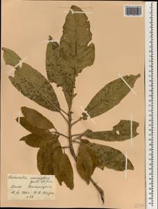 Terminalia macroptera Guill. & Perr., Африка (AFR) (Мали)