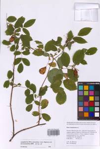 Шиповник майский Herrm., Восточная Европа, Московская область и Москва (E4a) (Россия)