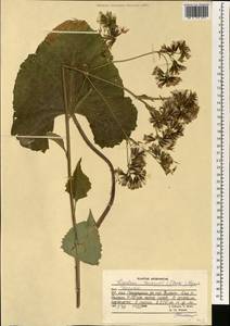 Vickifunkia thomsonii (C. B. Clarke) C. Ren, L. Wang, I. D. Illar. & Q. E. Yang, Зарубежная Азия (ASIA) (Афганистан)
