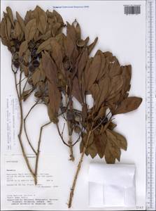 Campomanesia adamantium (Cambessedes) Berg, Америка (AMER) (Парагвай)