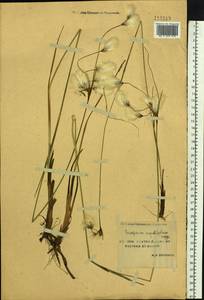 Пушица узколистная, Пушица многоколосковая Honck., Сибирь, Якутия (S5) (Россия)