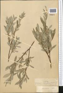 Ива розмаринолистная L., Средняя Азия и Казахстан, Муюнкумы, Прибалхашье и Бетпак-Дала (M9) (Казахстан)