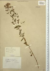 Зверобой изящный Steph. ex Willd., Сибирь, Западный (Казахстанский) Алтай (S2a) (Казахстан)