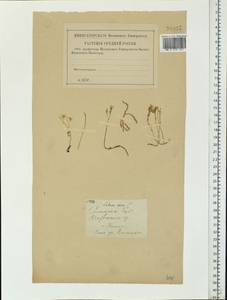 Очиток едкий L., Восточная Европа, Западный район (E3) (Россия)