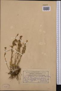Rosularia radicosa (Boiss. & Hohen.) Eggli, Средняя Азия и Казахстан, Копетдаг, Бадхыз, Малый и Большой Балхан (M1) (Туркмения)