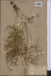 Cenolophium fischeri (Spreng.) W.D.J.Koch, Средняя Азия и Казахстан, Северный и Центральный Казахстан (M10) (Казахстан)