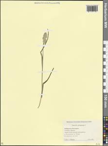 Ежа сборная L., Кавказ, Ставропольский край, Карачаево-Черкесия, Кабардино-Балкария (K1b) (Россия)