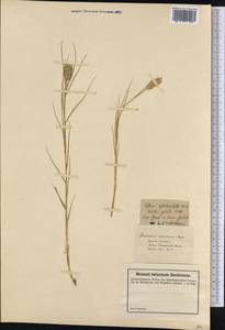 Distichlis spicata (L.) Greene, Америка (AMER) (США)