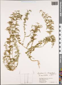 Dysphania nepalensis (Link ex Colla) Mosyakin & Clemants, Зарубежная Азия (ASIA) (Непал)