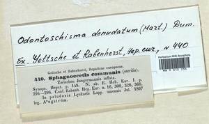 Odontoschisma denudatum (Mart.) Dumort., Гербарий мохообразных, Мхи - Западная Европа (BEu) (Швеция)