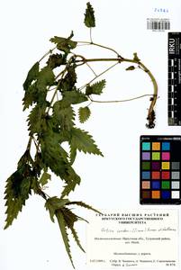 Urtica dioica subsp. sondenii (Simmons) Hyl., Сибирь, Прибайкалье и Забайкалье (S4) (Россия)