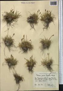 Carex alatauensis S.R.Zhang, Средняя Азия и Казахстан, Памир и Памиро-Алай (M2) (Таджикистан)
