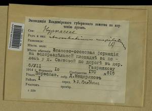 Calliergonella cuspidata (Hedw.) Loeske, Гербарий мохообразных, Мхи - Москва и Московская область (B6a) (Россия)