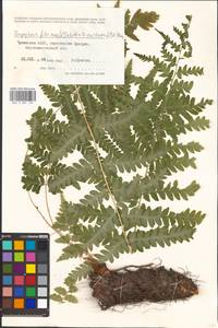 Dryopteris filix-mas × cristata, Восточная Европа, Средневолжский район (E8) (Россия)