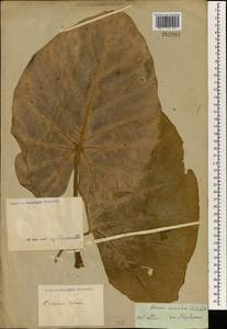Alocasia macrorrhizos (L.) G.Don, Зарубежная Азия (ASIA) (Неизвестно)