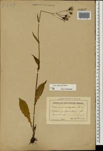 Скерда болотная (L.) Moench, Восточная Европа, Белоруссия (E3a) (Белоруссия)