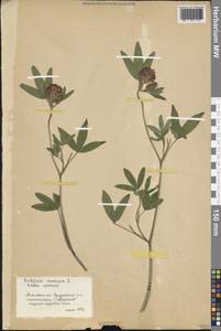 Клевер средний L., Восточная Европа, Московская область и Москва (E4a) (Россия)