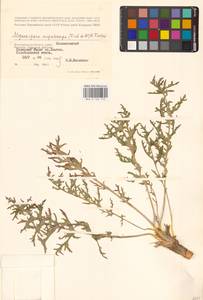 Крупноплодник большеплодный (Fisch. ex DC.) Schischk. ex B.Fedtsch., Восточная Европа, Нижневолжский район (E9) (Россия)