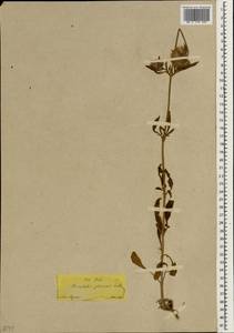 Птероцефалюс перистый (L.) Coult., Зарубежная Азия (ASIA) (Турция)