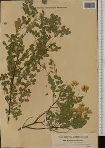 Cytisophyllum sessilifolium (L.)O.Lang, Западная Европа (EUR) (Италия)