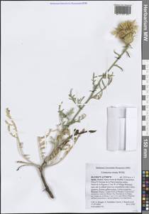 Centaurea ornata Willd., Западная Европа (EUR) (Испания)