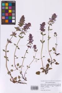 Змееголовник поникший L., Восточная Европа, Московская область и Москва (E4a) (Россия)