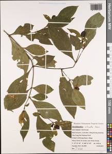 Strobilanthes echinata Wall. ex Nees, Зарубежная Азия (ASIA) (Вьетнам)