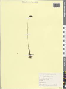 Ожига колосистая (L.) DC., Кавказ, Дагестан (K2) (Россия)