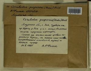 Ceratodon purpureus (Hedw.) Brid., Гербарий мохообразных, Мхи - Дальний Восток (без Чукотки и Камчатки) (B20) (Россия)