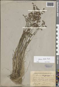 Ситник черный Krock., Восточная Европа, Ростовская область (E12a) (Россия)